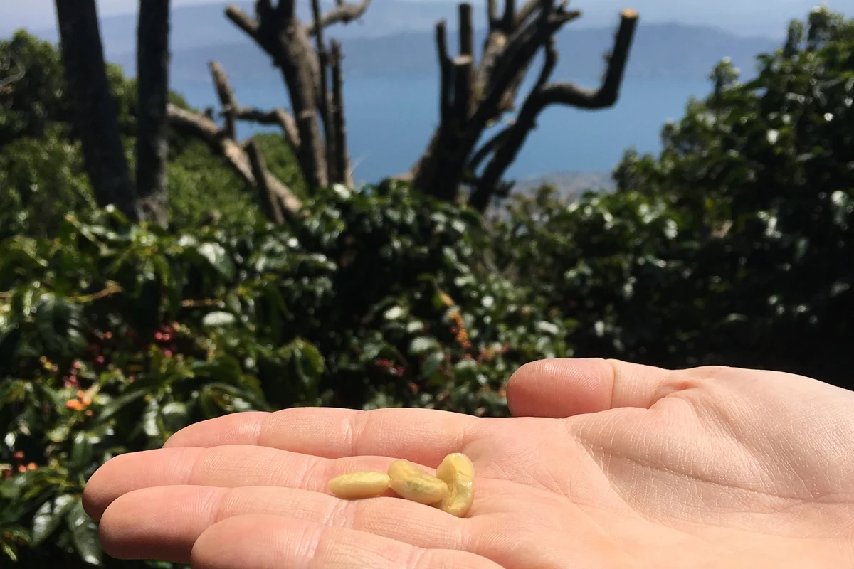 Finca Las Laderas Pacamara by Crankhouse Coffee