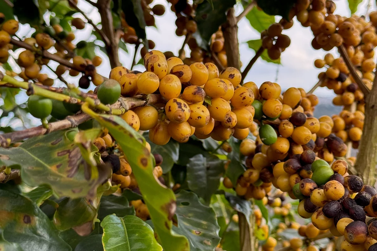 Fazenda Moinho Natural Arara by Crankhouse Coffee