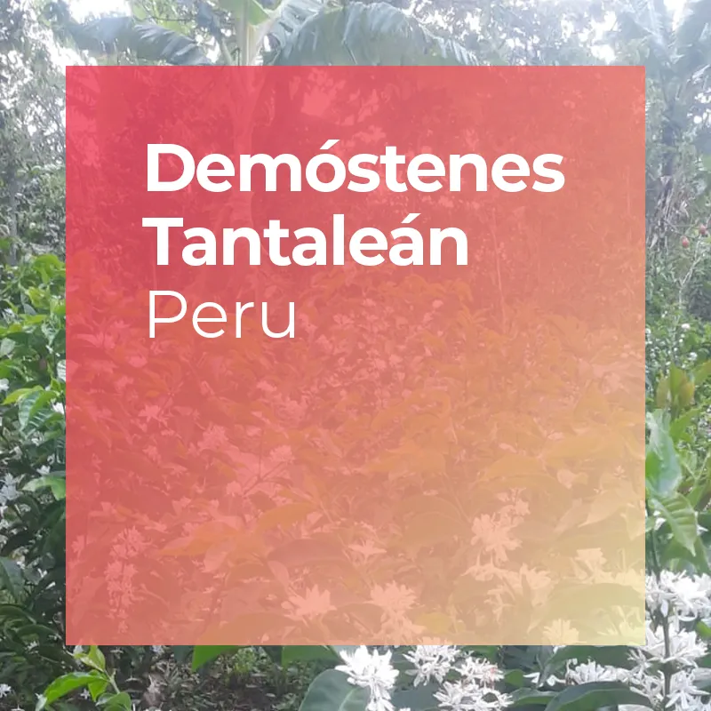 DEMÓSTENES TANTALEÁN, Anoxic Washed Gesha by PLOT Roasting